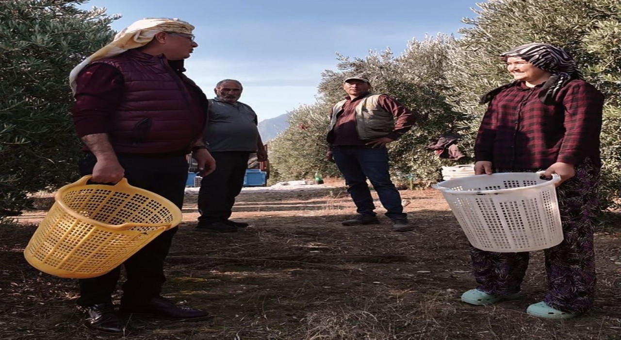 Başkan Öküzcüoğlu çiftçilerle birlikte zeytin hasadı yaptı