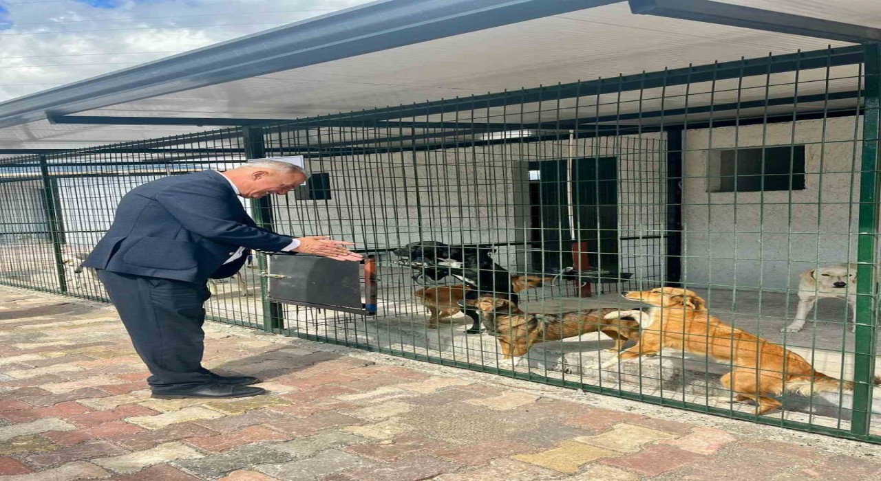 Başkan Yıldırımkaya: Sultanhisarda can dostlar emin ellerde