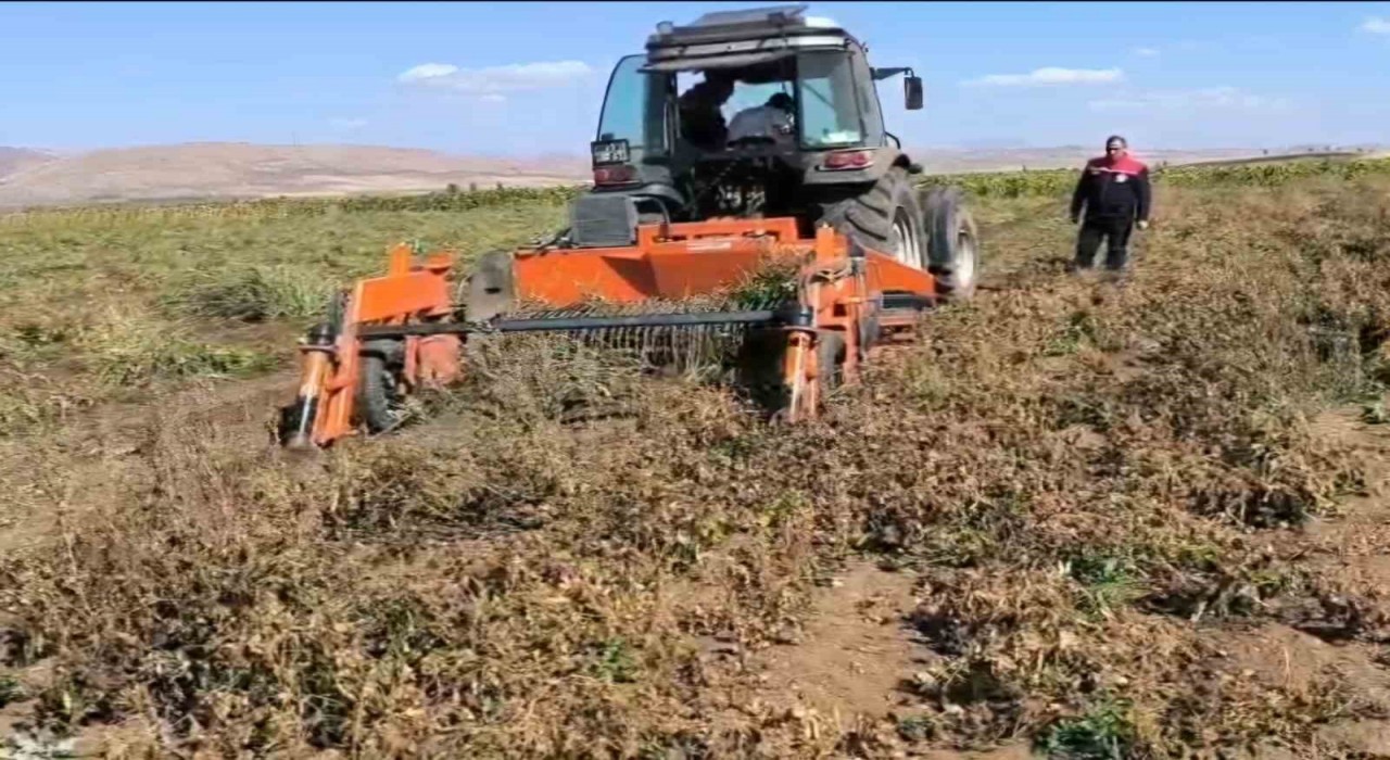 Bayburtta beyaz fasulye üretimi 3 bin dekara ulaştı