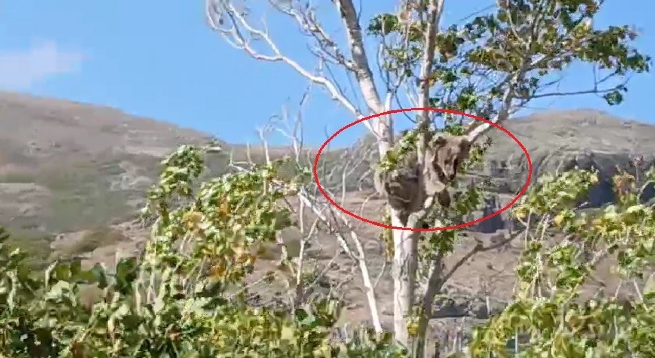 Bayburtta bir köyü alarma geçirmişti: Köpeklerden kaçan yavru ayı bu kez ağaç üstünde görüldü