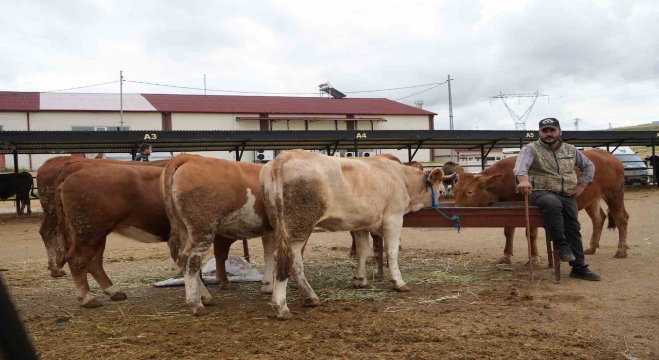 Bayburtta canlı hayvan pazarı yeniden hizmete açıldı