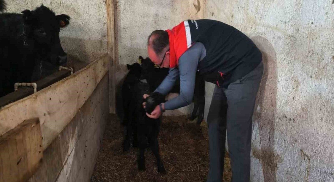 Bayburtta etçi ırk damızlık hayvan kontrolleri yapıldı