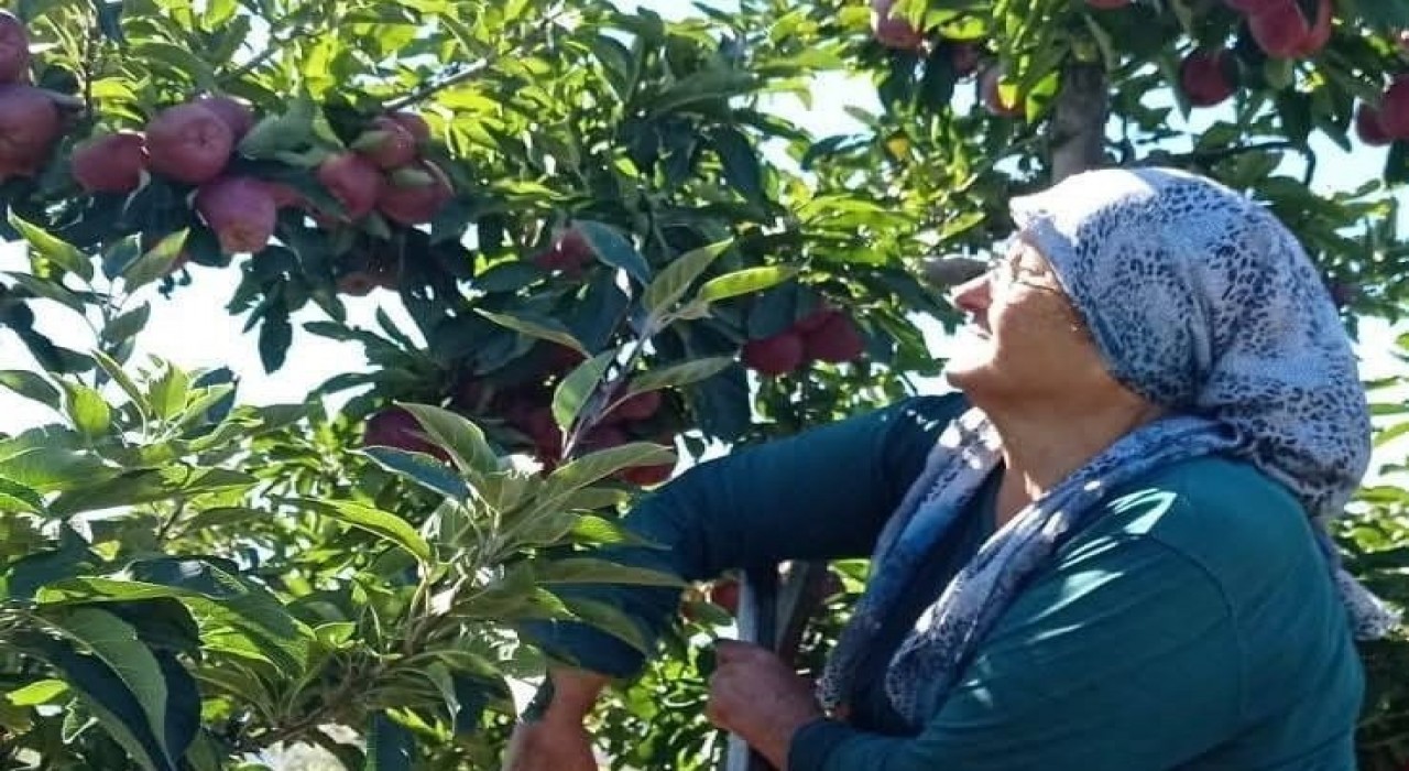 Beyşehirin elma deposu mahallesinde hasat mesaisi sürüyor