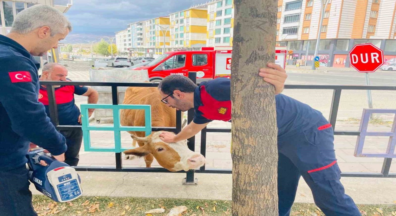 Bingölde demir korkuluklara sıkışan inek kurtarıldı