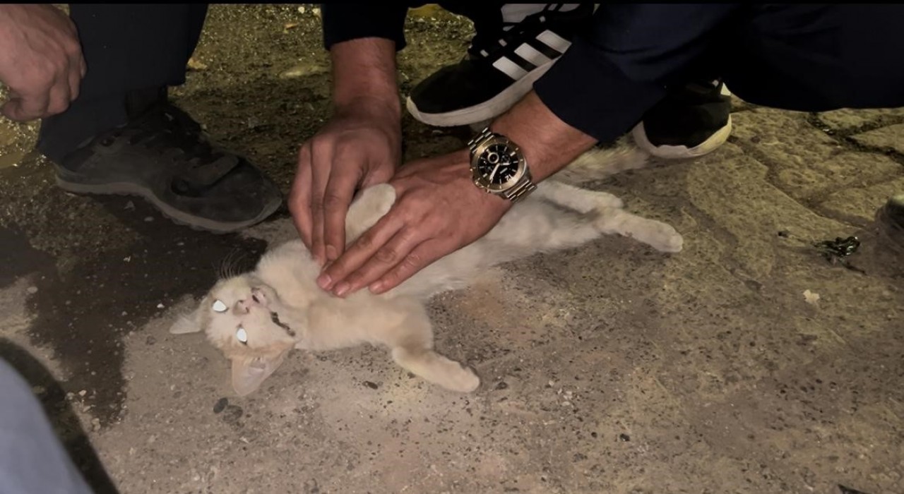Bingölde itfaiye personelinden kediyi kurtarmak için kalp masajı