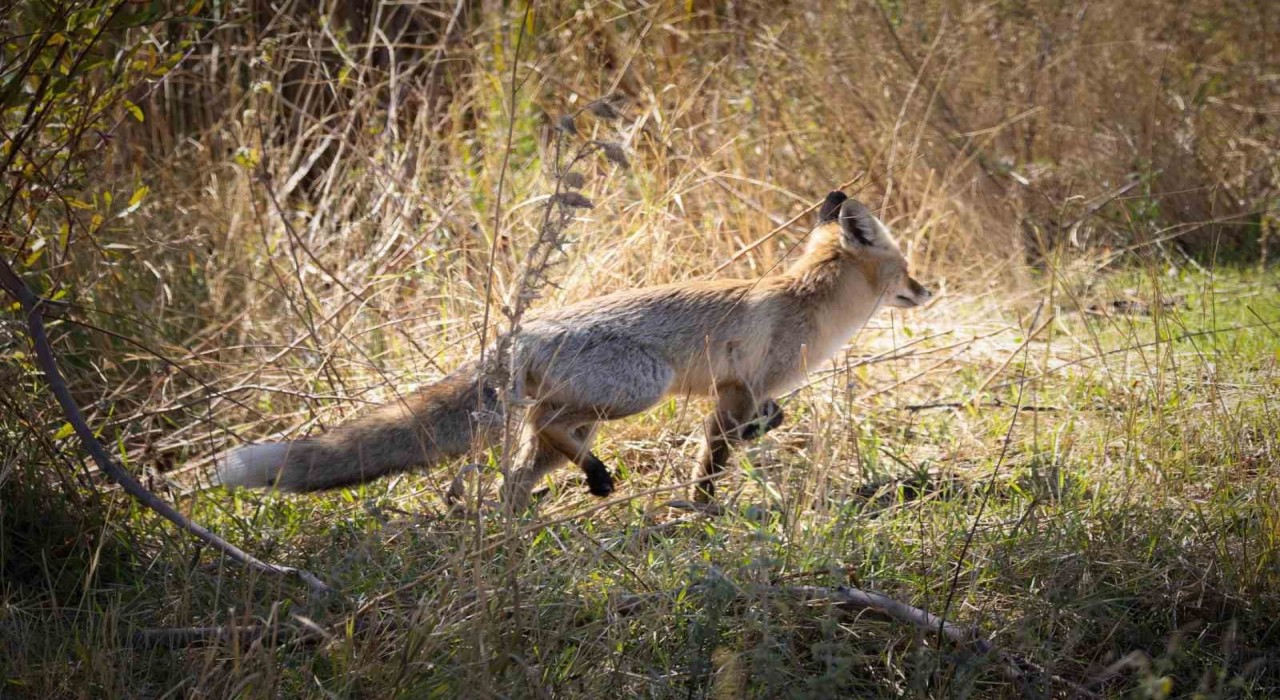 Bingölde kızıl tilki görüntülendi