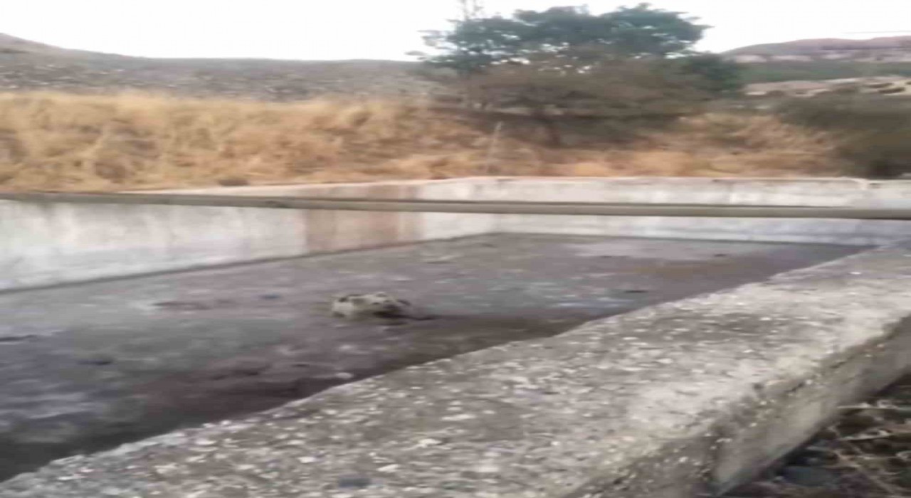 Bingölde sulama havuzuna düşen yavru ayı kurtarıldı