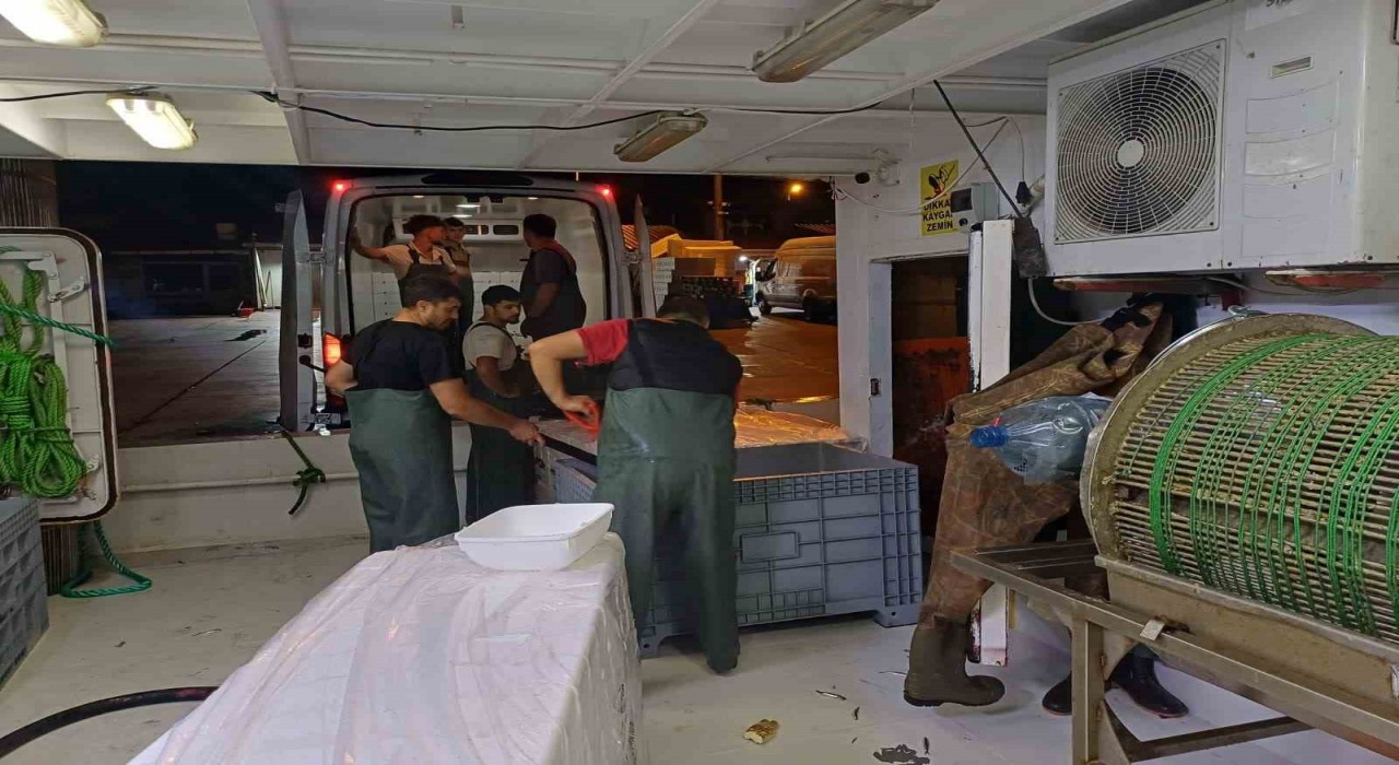 Bir ayda 198 ton hamsi çıkışı oldu