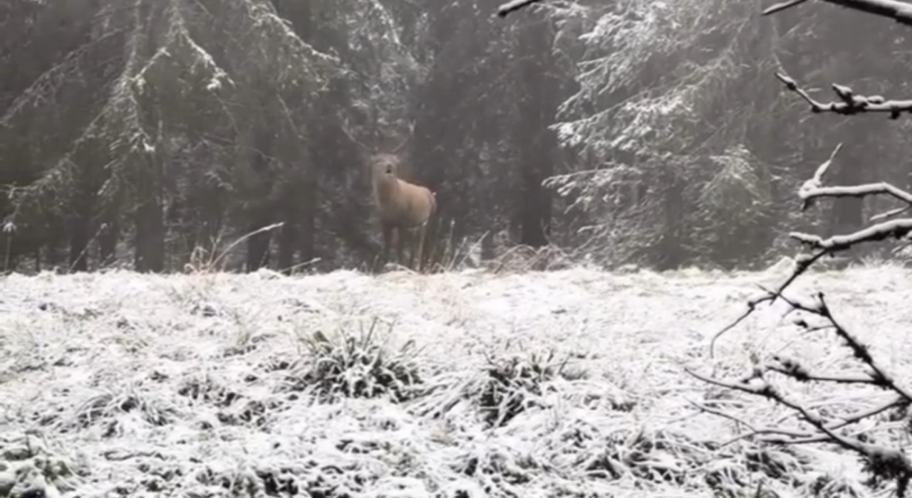 Bolu ormanlarında kızılgeyiğin böğürme anları kameraya yansıdı