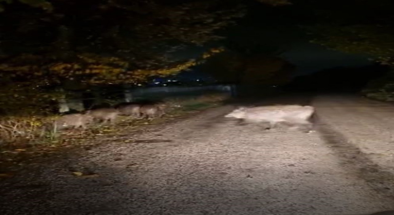 Boluda aç kalan domuz sürüsü yola indi