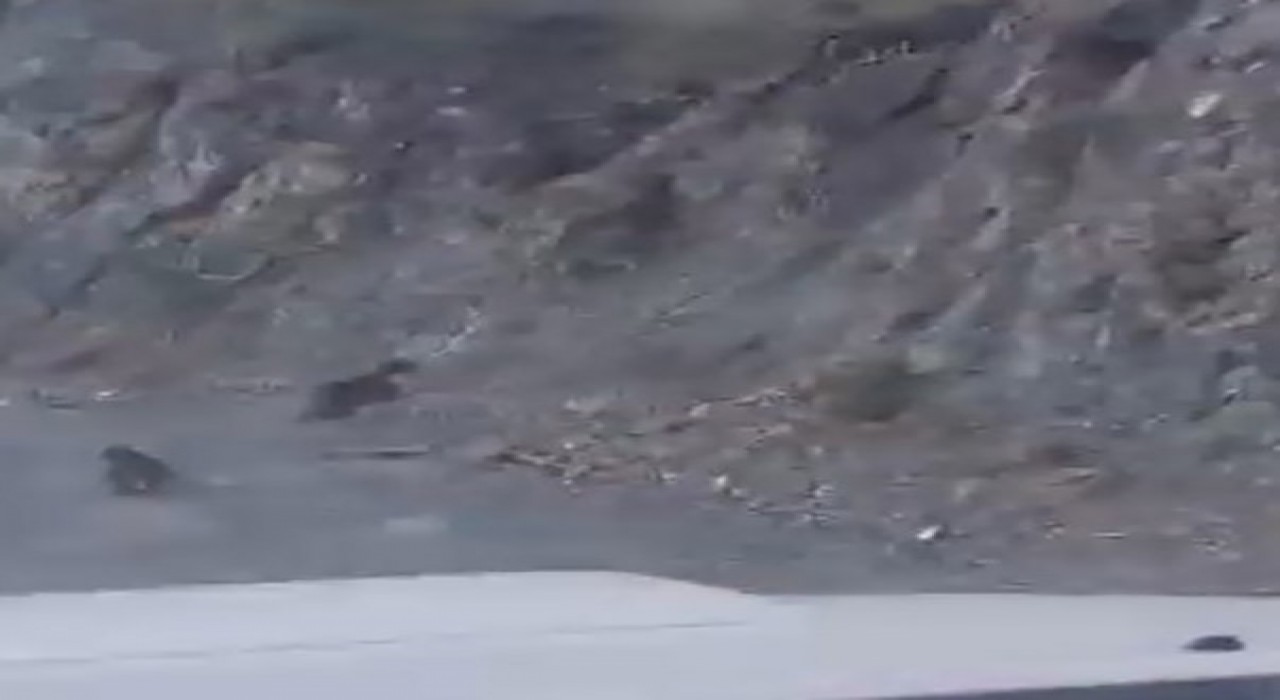 Boluda anne ayı ve yavrusu korkuyla dağa tırmandı, o anlar kamerada