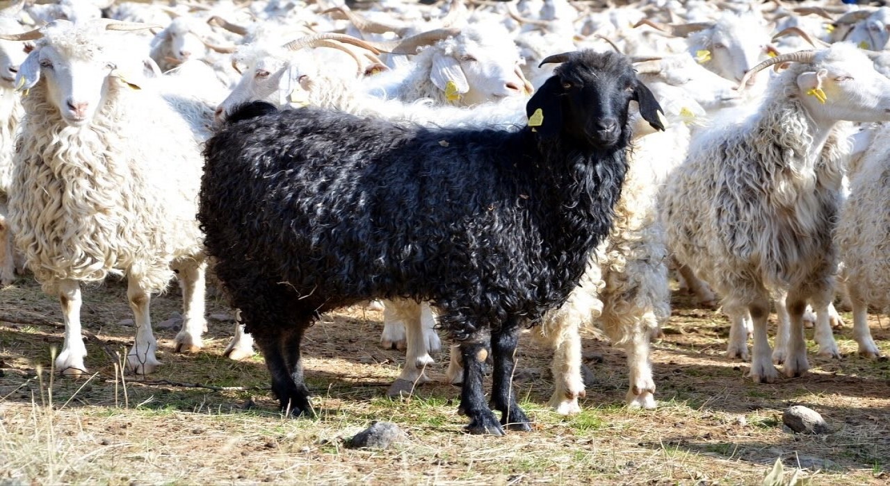 Boluda tiftik keçisine 3 milyon liralık destek