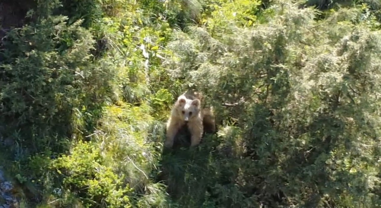 Boz ayı dron kamerasına yakalandı