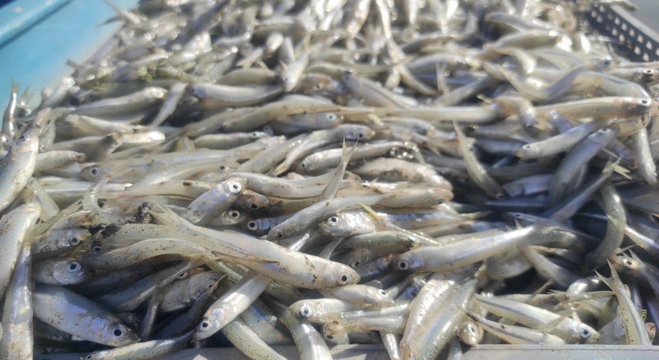 Bozkırın ortasındaki Çekerekten Avrupaya balık ihracatı