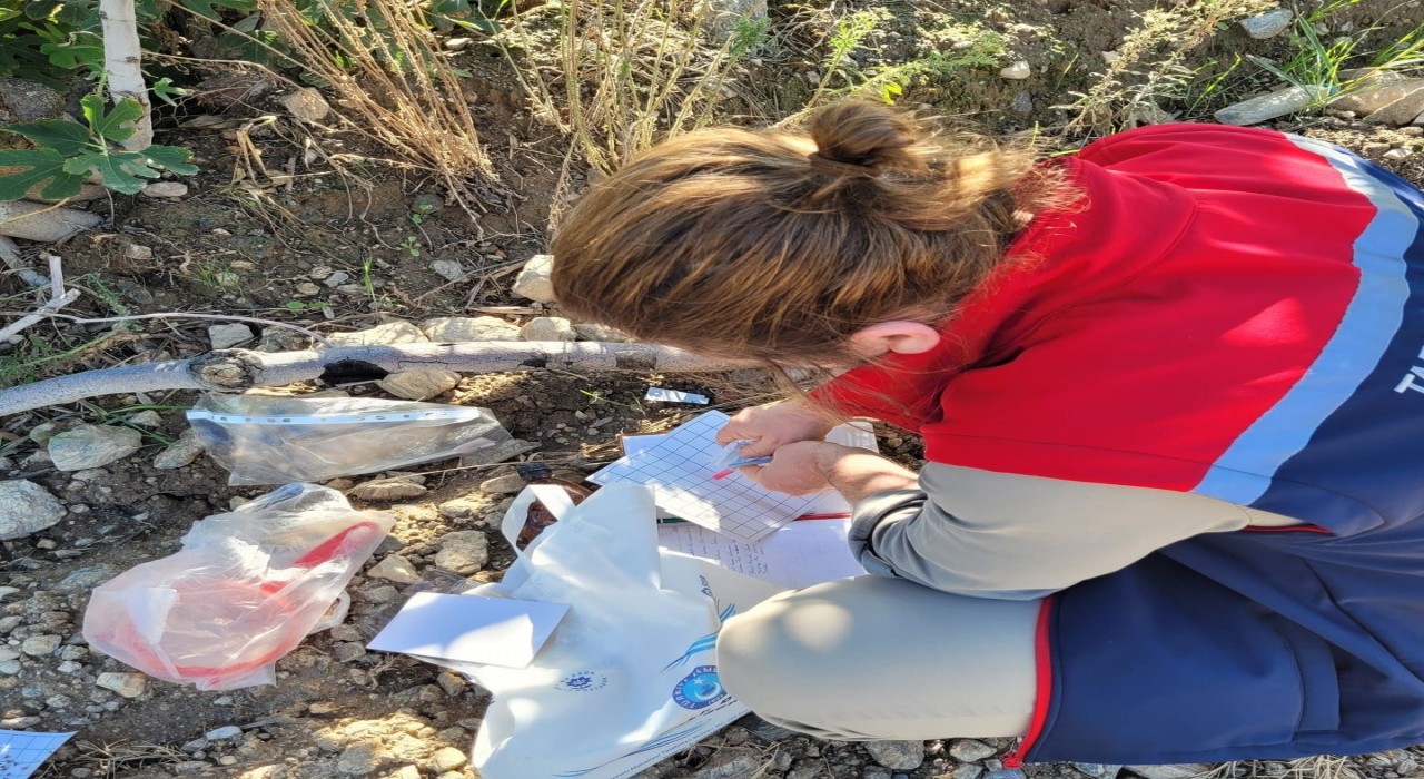 Buharkentte meyve sineğiyle mücadele aralıksız sürüyor