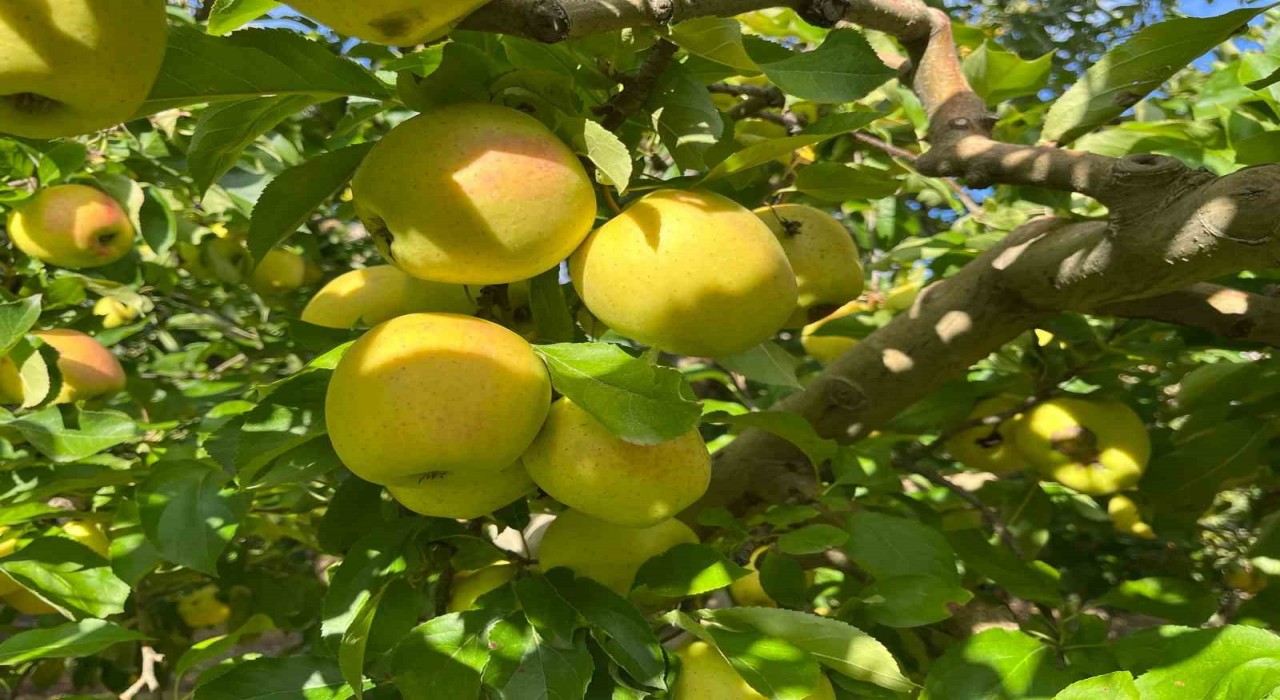 Buldanda elma hasadı yüz güldürüyor
