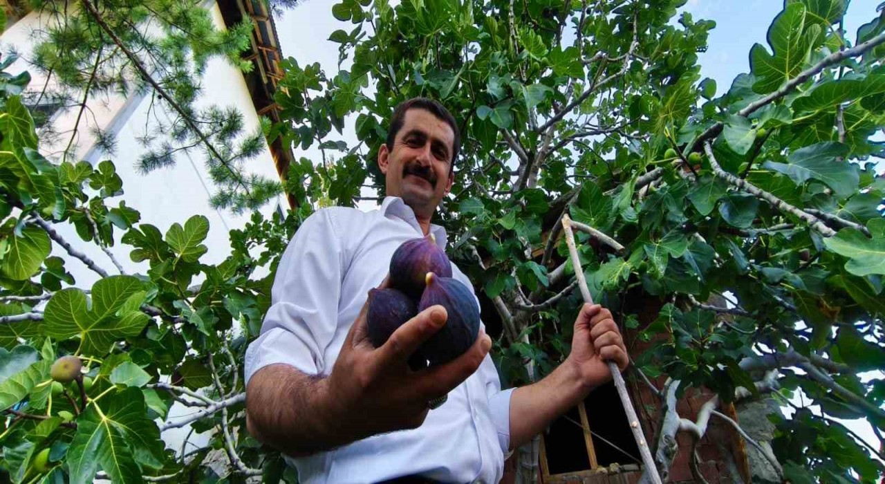 Bursa karası incirini Erzurum'da yetiştirdi