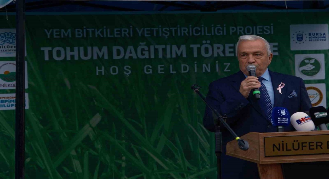 Bursada büyükbaşlar İtalyan çimi ile beslenecek