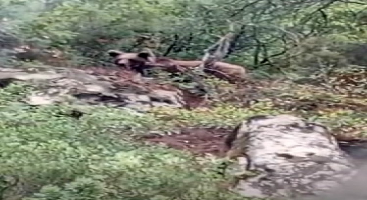 Bursada kaymakamlık uyardı: Dikkat ayı çıkabilir