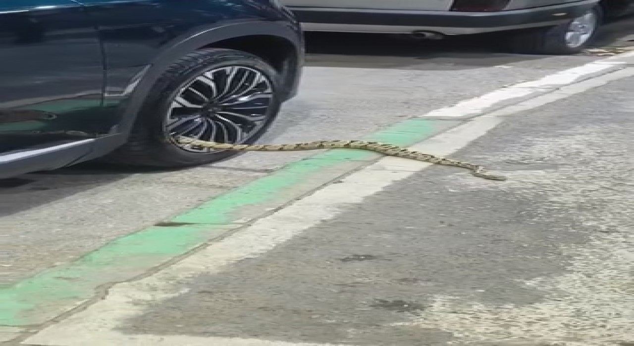 Bursada otomobilin jantından yılan çıktı