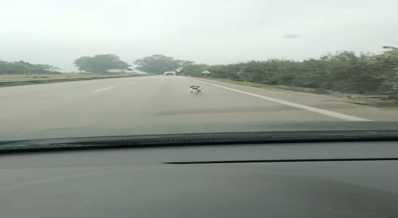 Bursada yağmura aldırış etmeden koşan köpek yürekleri burktu