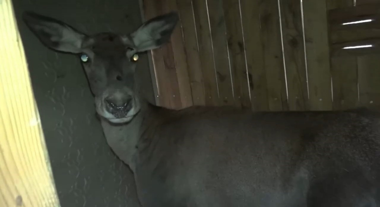 Bursadaki 3 kızıl geyik, doğal yaşam alanına kavuştu