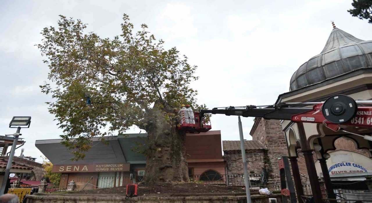 Bursanın asırlık çınarı koruma altına alındı