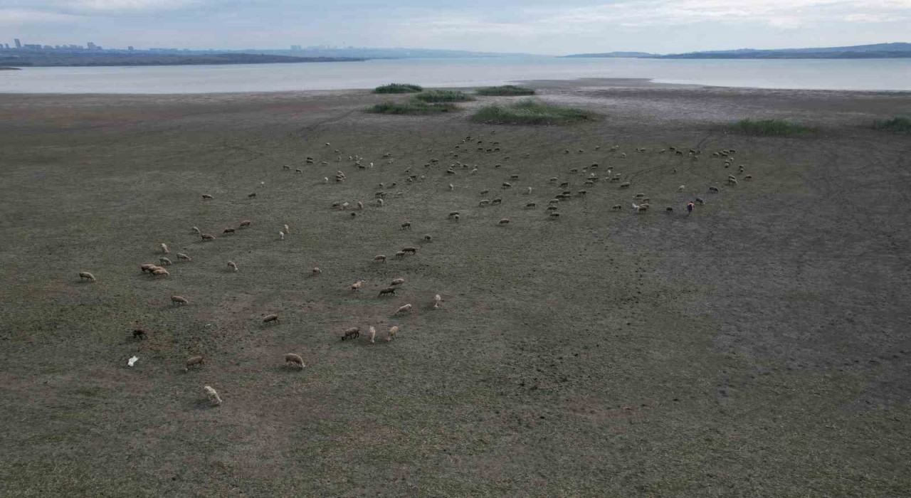 Büyükçekmecede gölün büyük kısmı kurudu, koyunlar otlamaya başladı
