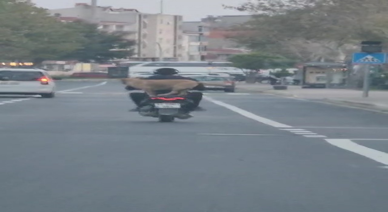 Çanakkalede motor artçısı görenleri hem şaşırttı hem neşelendirdi