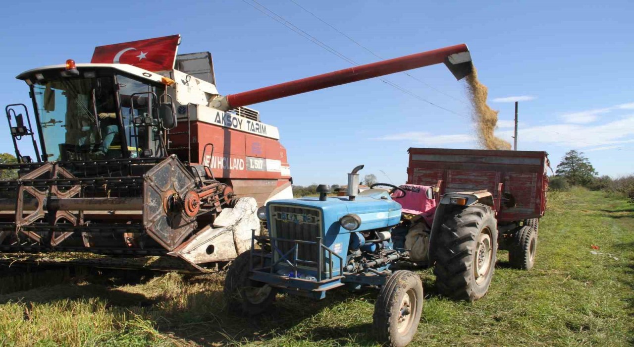 Çarşamba Ovasında çeltik hasadı