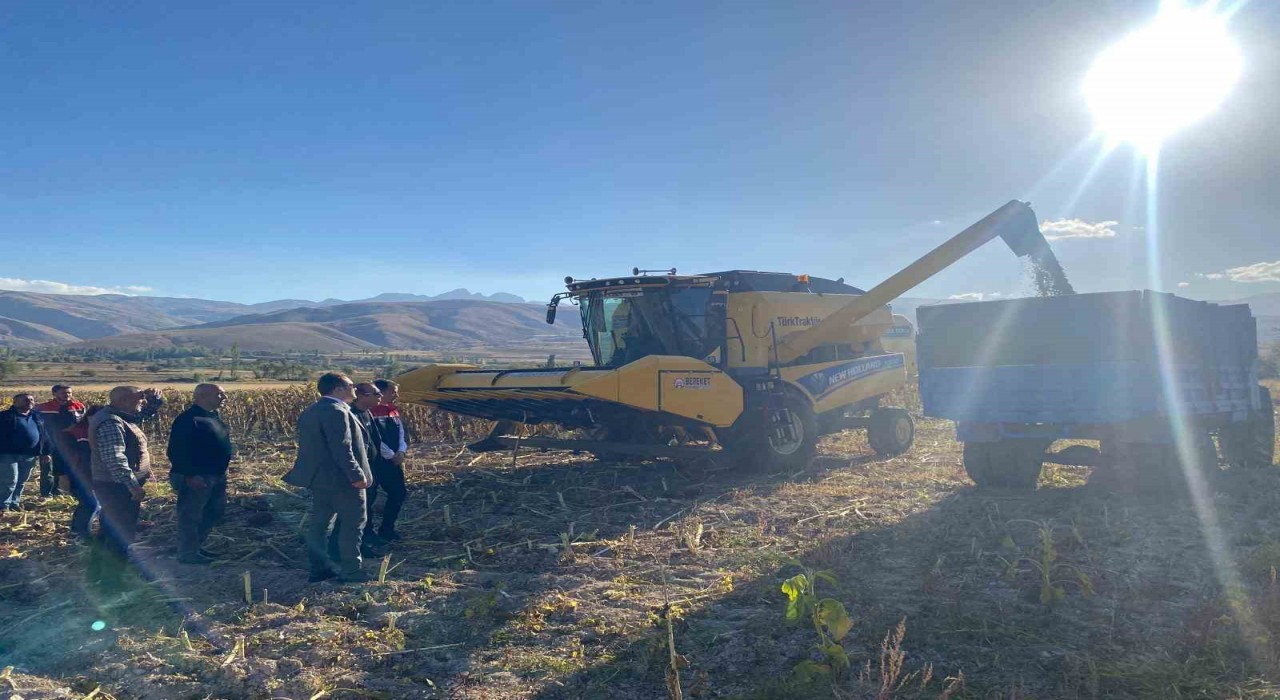 Çayırlıda ayçiçeği hasadı başladı