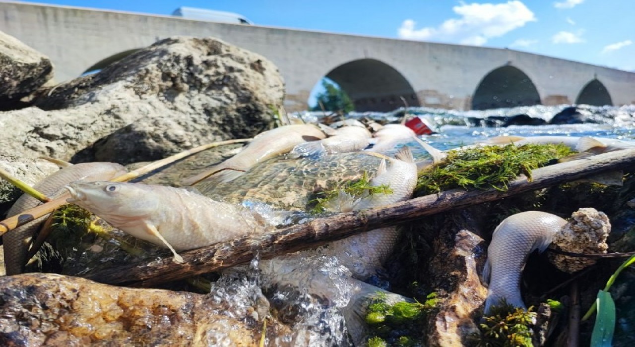 Ceyhan Nehrindeki kirlilik balıkları telef etti