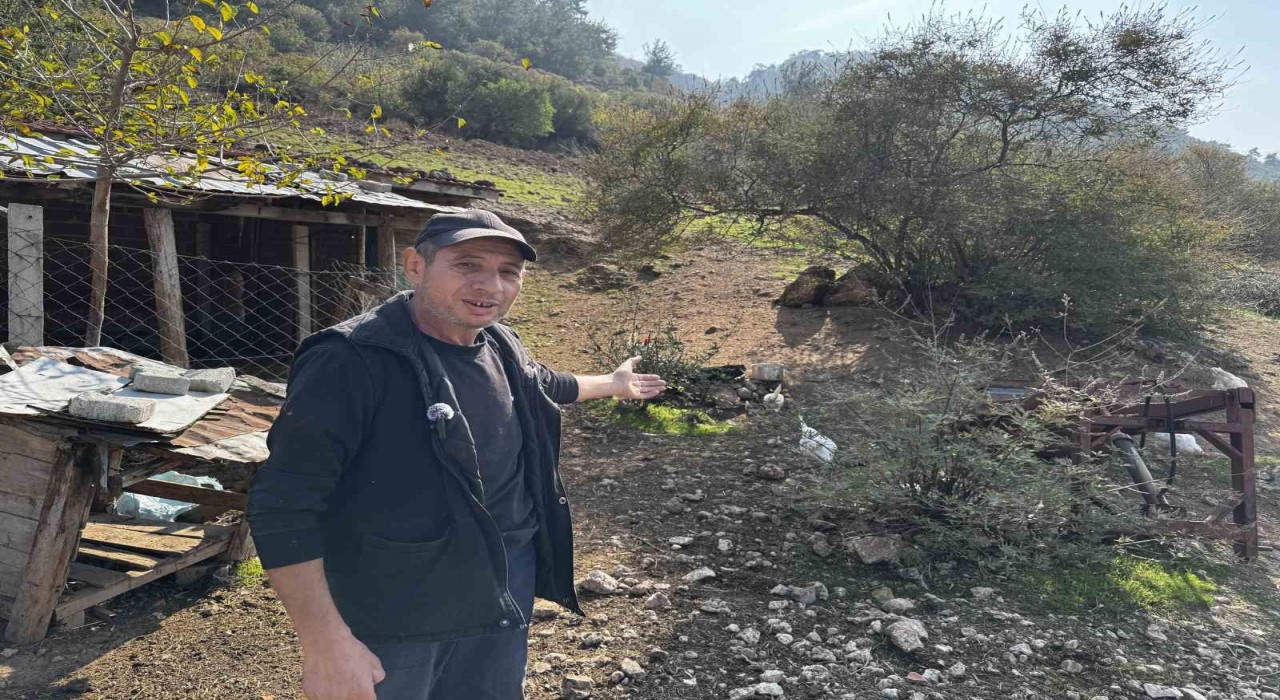 CİMERe yapılan İnek ve tavuklar serbest dolaşıyor, salgın hastalık riski var şikayeti bölge sakinlerini şaşkına uğrattı