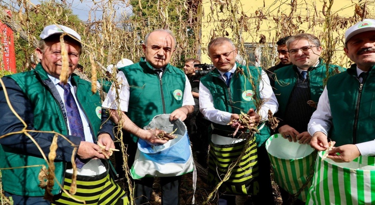 Coğrafi işaret tescilli ‘Akkuş Şeker Fasulyesinde hasat başladı