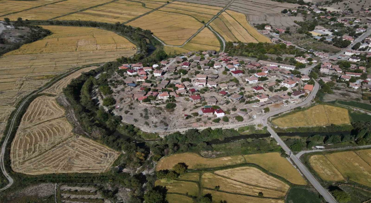 Coğrafi işaretli Tosya pirincinde susuzluk sebebiyle istenilen rekolteye ulaşılamadı