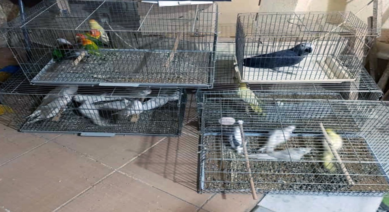 Çorluda Egzotik Kuş Operasyonu: Ceza yağdı