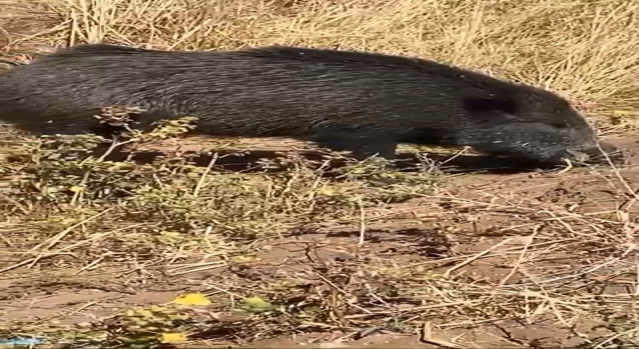 Dağ bayır gezip göremediği domuzu köyde görünce cep telefonu ile görüntüledi