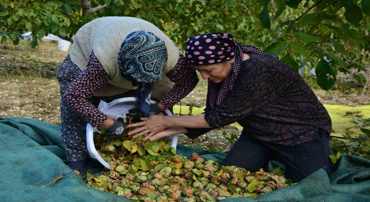 Demircide ceviz hasadına başlandı