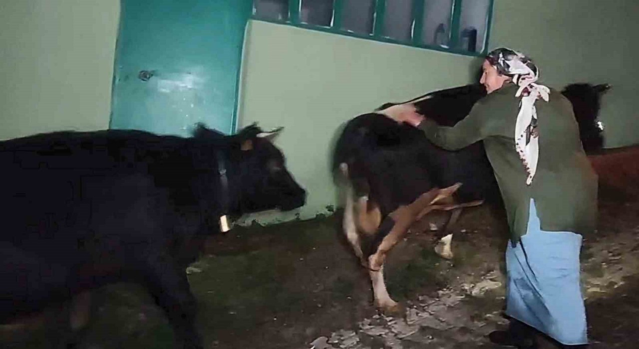 Dere suyu yükselince mahsur kalan hayvanlar 2.5 saatlik operasyonla kurtarıldı