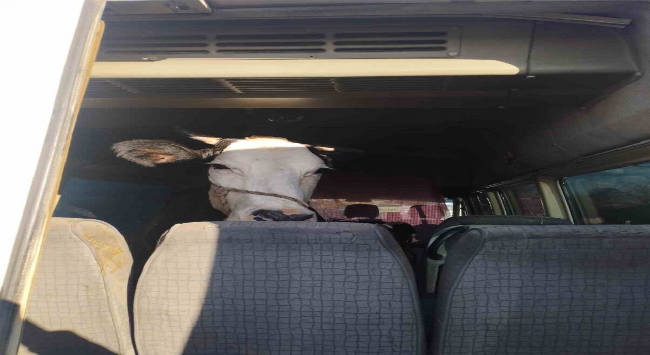 Didimden kaçan hayvan hırsızları Konyada yakalandı