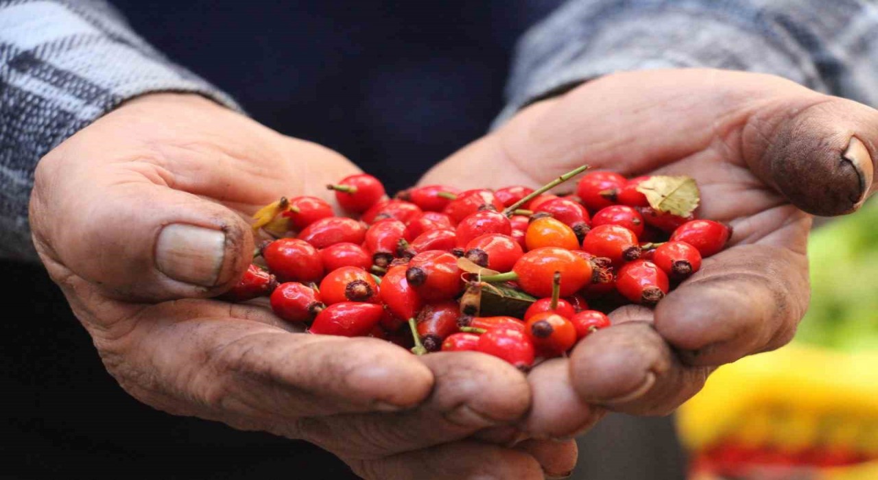 Dikenlerin arasında zahmetle toplanan kuşburnuna rağbet arttı