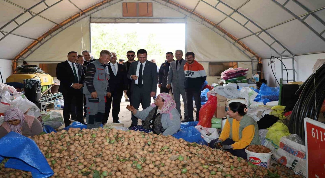 Dinarda ceviz hasadı başladı