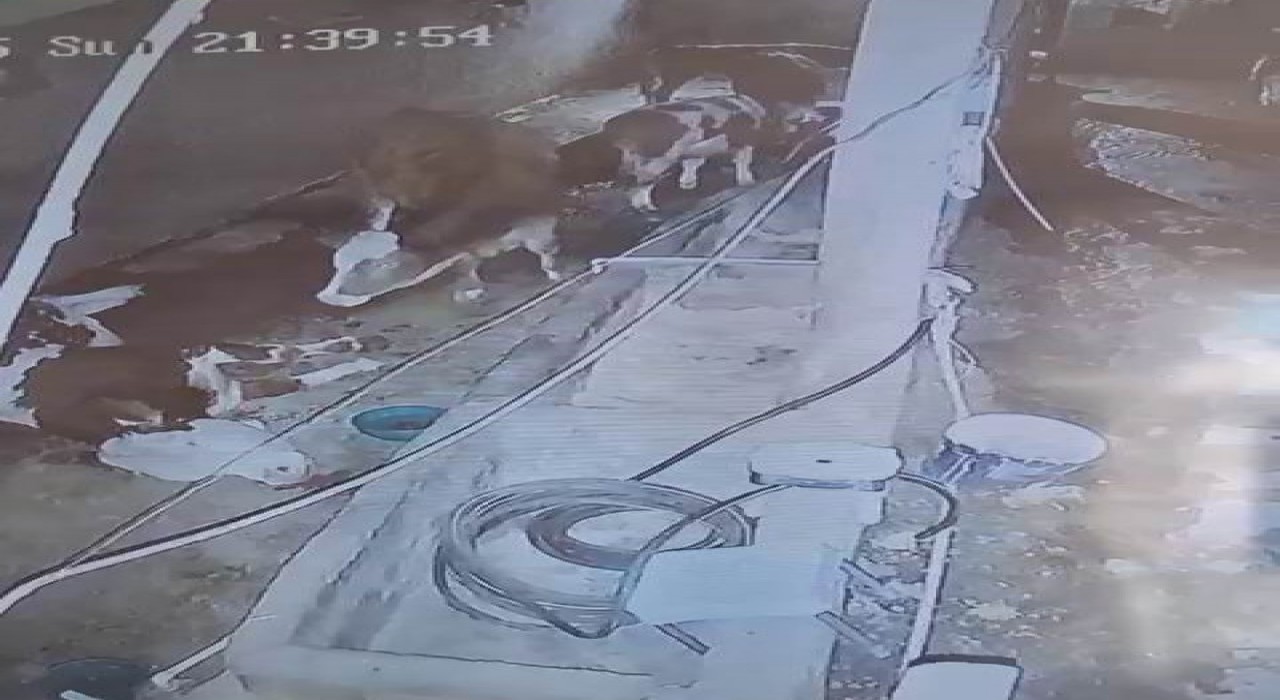 Diyarbakırda yıldırım hayvan çiftliğine isabet etti: 3 inek telef oldu