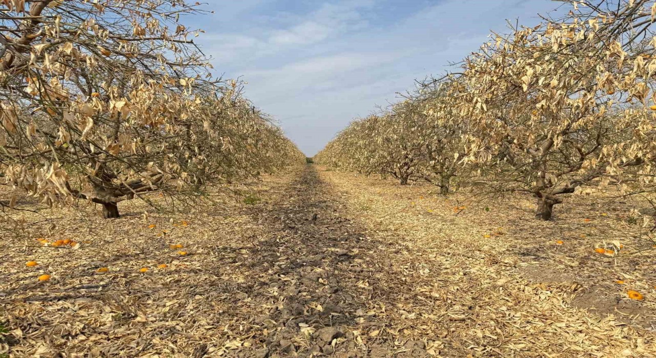 Doğan: Greyfurt üreticileri de destek kapsamına alınmalıdır