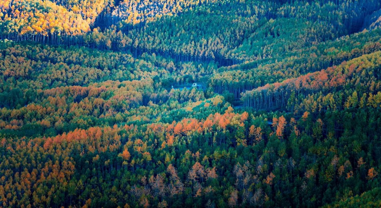 Doğaseverlerin Kayserideki saklı hazinesi: Ortaseki Ormanları