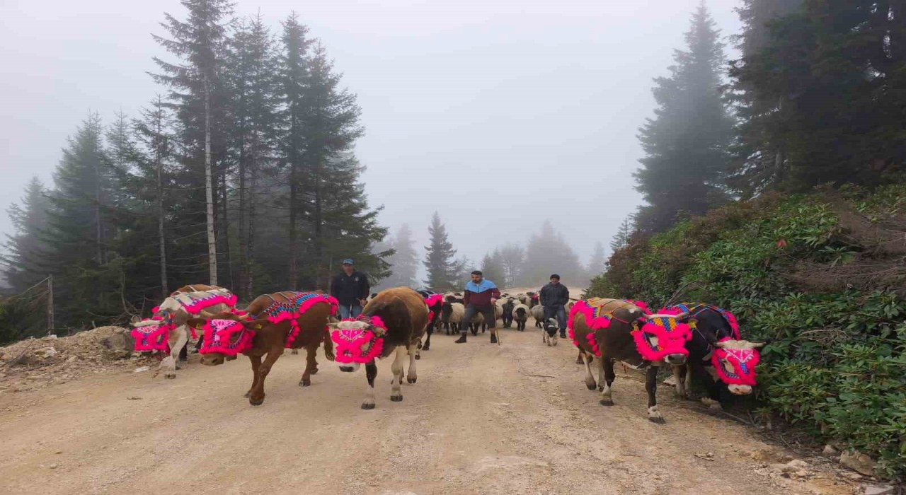 Doğu Karadenizde yaylalardan dönüşler hızlandı