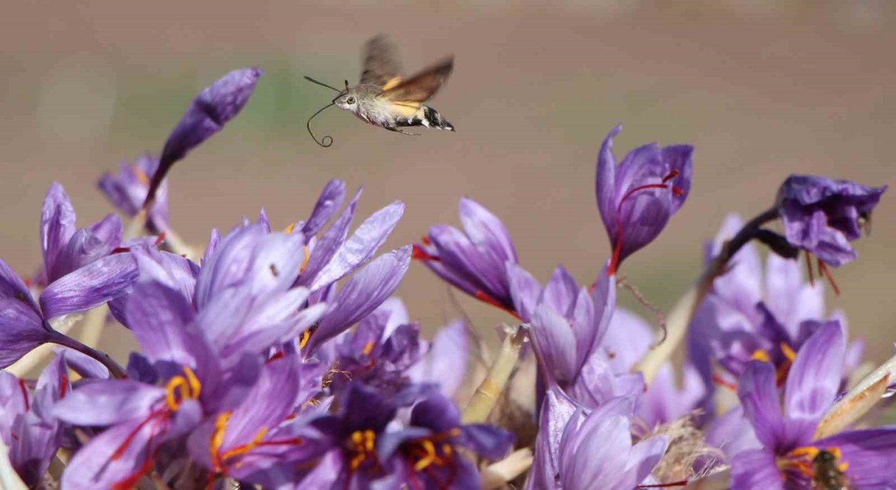 Dünyanın en pahalı baharatı safranın 1 gramı 500 TL