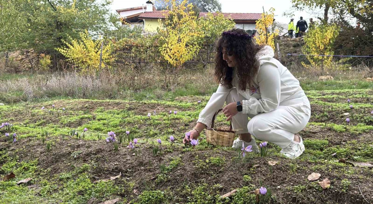 Dünyanın en pahalı baharatı safranın kilogramı 600 bin liradan satılacak