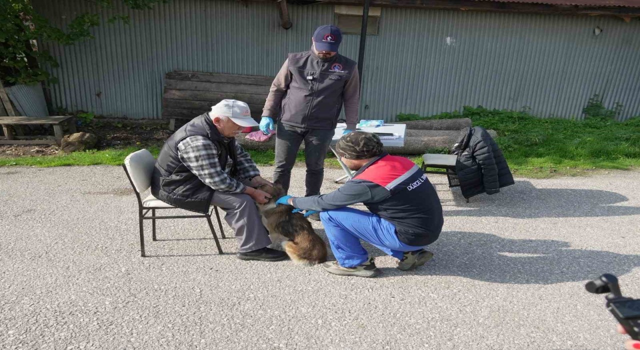 Düzcede 175 köpek yerinde sahiplendirildi