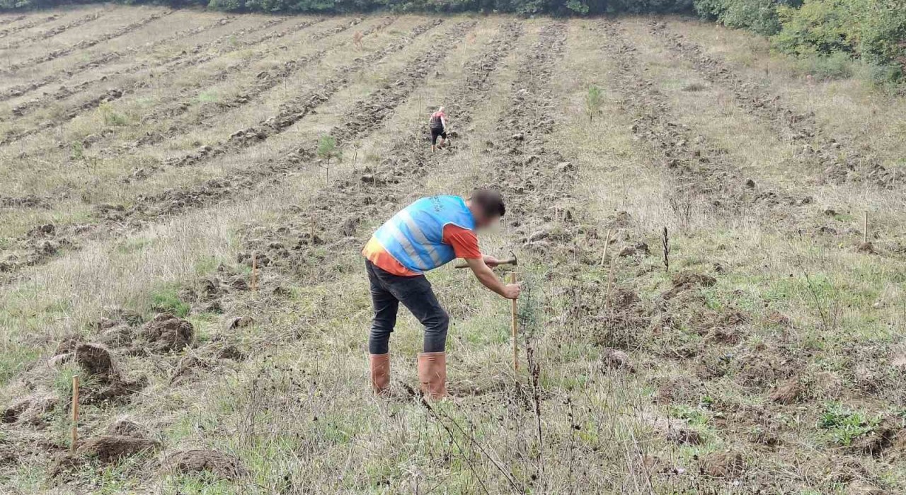 Düzcede yanan orman alanları Adalet Ormanı ile yeniden yeşerecek